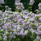 Saponaria officinalis 'Rosea Plena' (Gefülltblühendes Seifenkraut)