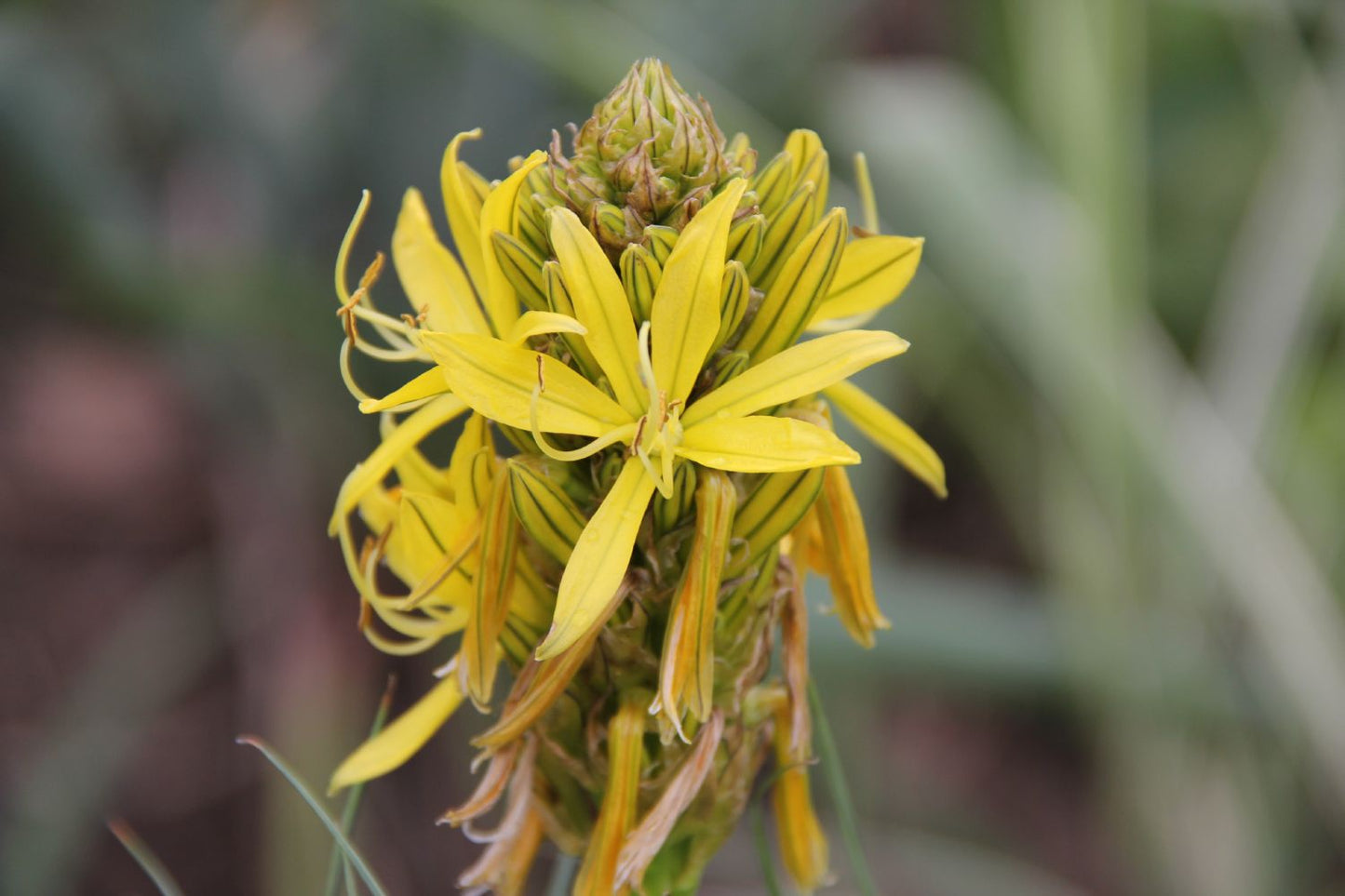 Asphodeline lutea (Mediterrane Junkerlilie)