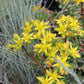 Sedum floriferum 'Weihenstephaner Gold' (Fetthenne)