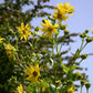 Silphium perfoliatum (Verwachsenblättrige Becherpflanze)
