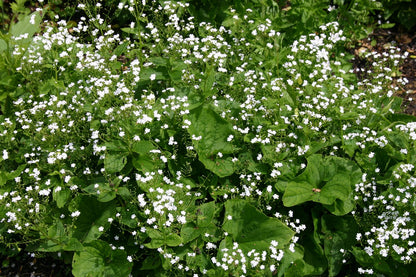 Brunnera macrophylla 'Betty Bowring' (Kaukasusvergissmeinnicht)