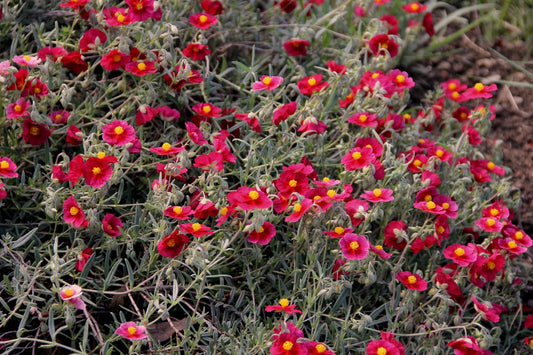 Helianthemum 'Red Orient' (Sonnenröschen)