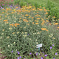 Achillea millefolium 'Terracotta' (Schafgarbe)