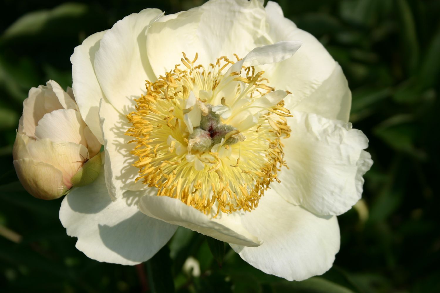 Paeonia lactiflora 'Clair de Lune' Staudenpfingstrose