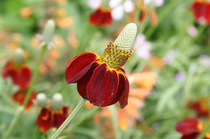 Ratibida columnifera f. pulcherrima Präriesonnenhut