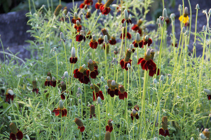 Ratibida columnifera f. pulcherrima (Präriesonnenhut)