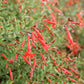 Zauschneria californica ssp. latifolia (Kolibritrompete)