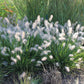 Pennisetum alopecuroides 'Little Bunny' Lampenputzergras