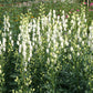Aconitum napellus 'Album' (Weißer Eisenhut)