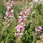 Lythrum salicaria 'Blush' (Blutweiderich)