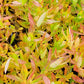 Lythrum salicaria 'Blush' (Blutweiderich)