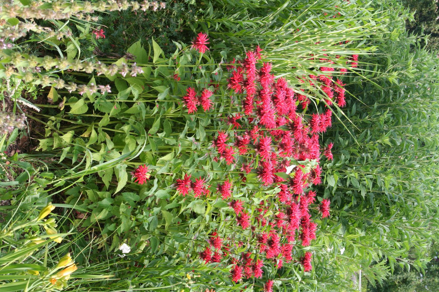 Monarda fistulosa 'Gardenview Scarlet' (Indianernessel)