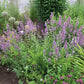Nepeta grandiflora 'Bramdean' (Großblütige Katzenminze)