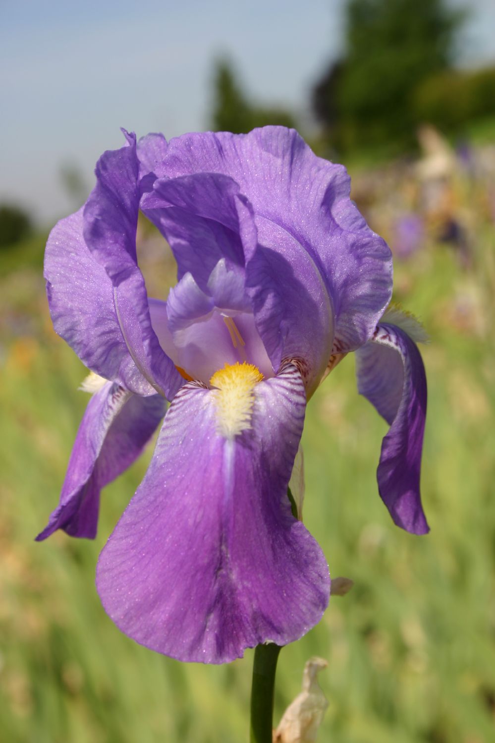 Iris pallida Schwertlilie