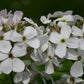 Hesperis matronalis 'Alba' Weiße Nachtviole