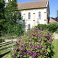 Malva sylvestris ssp. mauritiana (Mauretanische Malve)