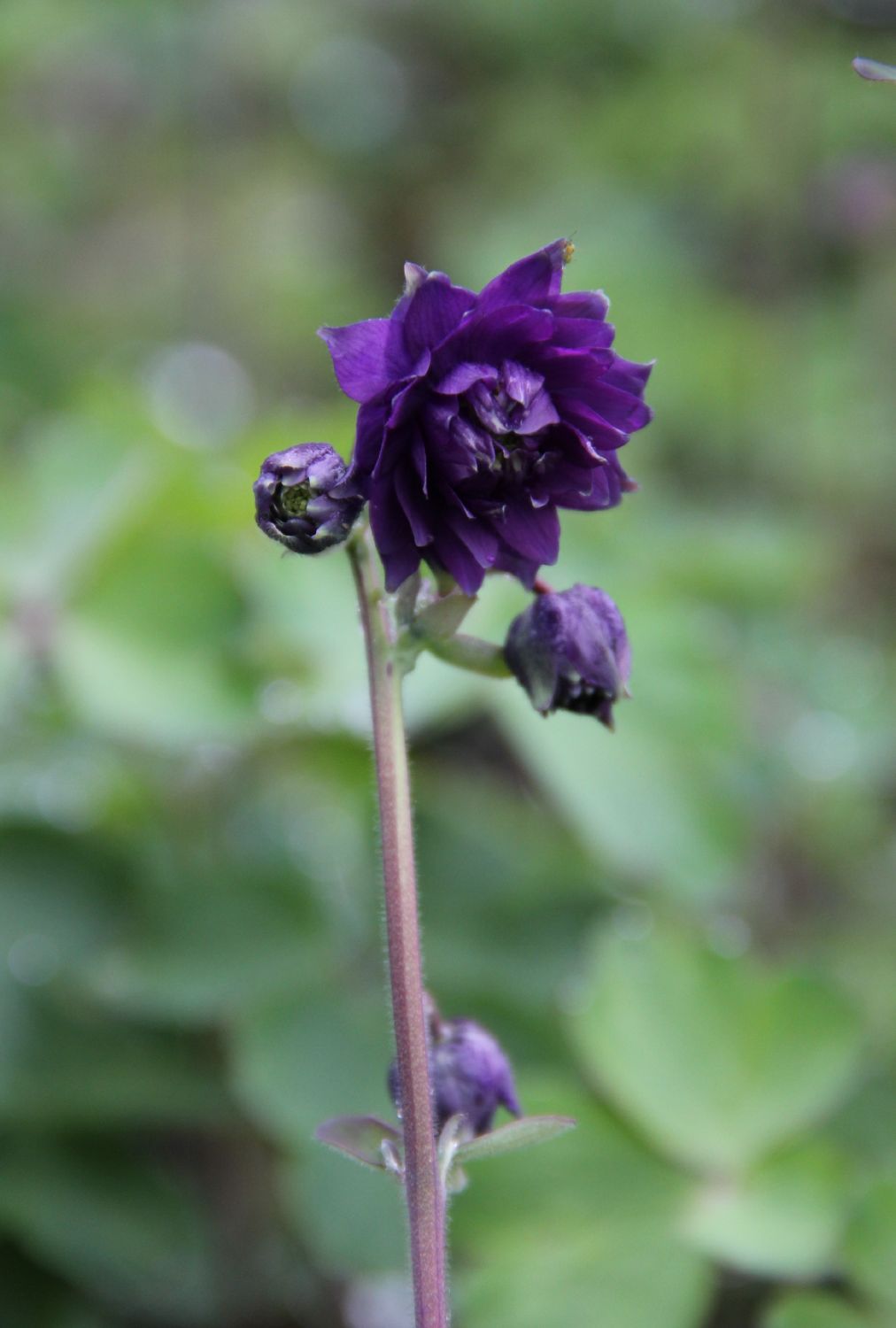 Aquilegia vulgaris var. stellata 'Black Barlow' Gefüllte Akelei