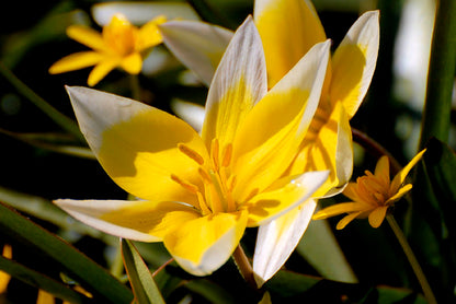 Tulipa tarda Sterntulpe