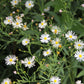 Boltonia asteroides 'Snowbank' (Sternwolkenaster)