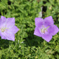Campanula carpatica 'Blaue Clips' (Niedrige Garten Glockenblume)